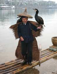 cormorant fishing