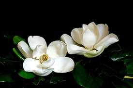 IMG 0095 065 017 Magnificant Magnolias