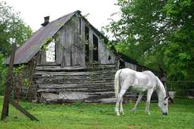 The Old Gray Mare